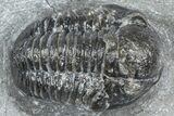 Detailed Gerastos Trilobite Fossil - Morocco #363947-1